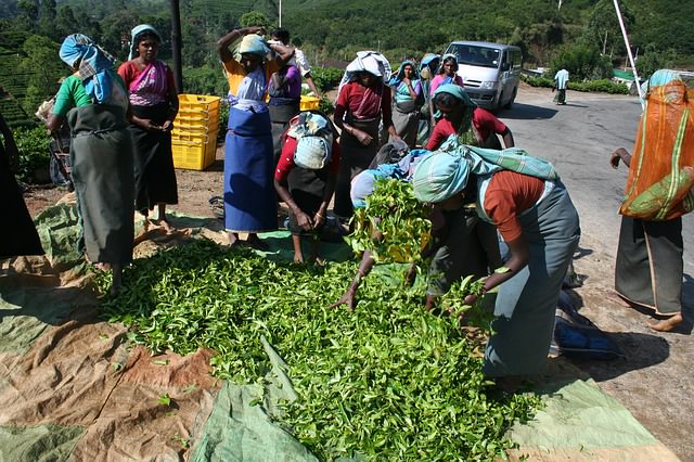 Backpacking in Sri Lanka - Tee Anbau und Handel