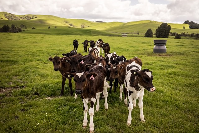 Nature in New Zealand