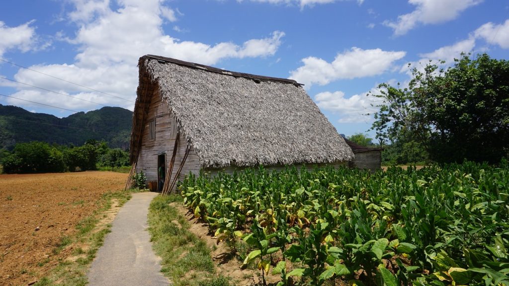 Backpacking auf Kuba - Tabakplantage, Viñales