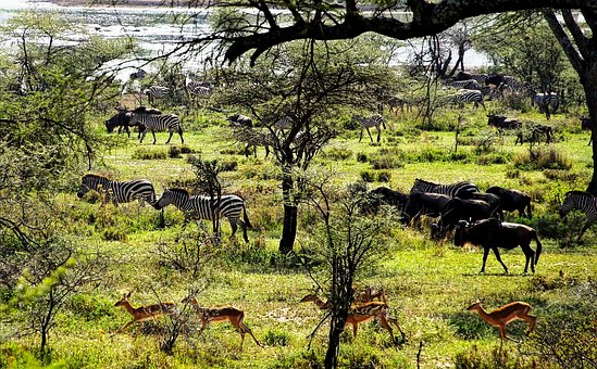 Tierwelt Tansania