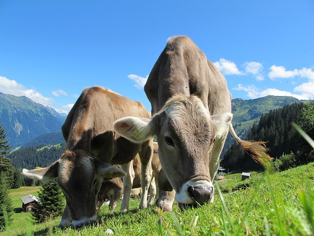 Austria - Cows